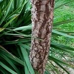 Cordyline australis Casca