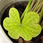 Oxalis acetosella Leaf