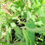 Anchusa azurea Blad