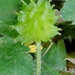 Ranunculus repens Fruto