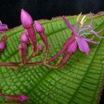 Oxyspora paniculata Habitus