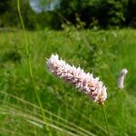 Bistorta officinalis Blüte