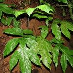 Hypoderris nicotianifolia