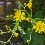 Hieracium amplexicaule Blodyn