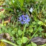 Hyacinthoides italica Blüte