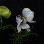 Aconitum heterophylloides موطن