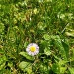 Erigeron philadelphicus Цвят