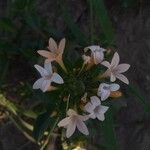 Collomia grandiflora Blüte