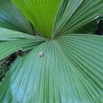 Carludovica palmata Цвят