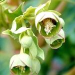 Helleborus foetidus Flor
