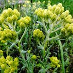 Helichrysum arenarium Λουλούδι