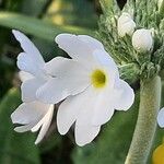 Primula farinosa Flower