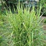 Miscanthus sinensis Likasa