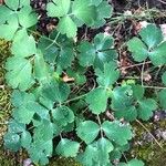 Aquilegia vulgarisLeaf