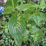 Achyranthes bidentata Leaf