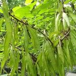 Cercis chinensis Fruit