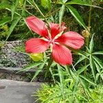 Hibiscus coccineus 花