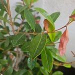 Syzygium paniculatum Leaf