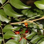 Picramnia antidesma Fruit