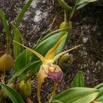 Bulbophyllum lobbii Flower