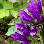 Campanula glomerata Цветок