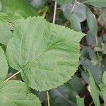 Rubus occidentalis Yaprak