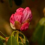 Rhododendron oreodoxa Kvet