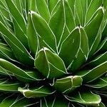 Agave victoriae-reginae Folla