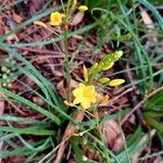 Bulbine bulbosa Çiçek