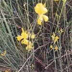 Spartium junceum Flower