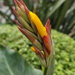 Canna × hybrida Květ