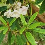 Rhododendron decorum Folha