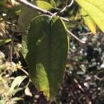 Clematis dioica Feuille