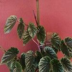 Begonia clarkei Flor