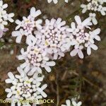 Iberis procumbens Arall