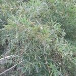 Phyllostachys sulphurea Hoja