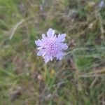 Scabiosa canescens फूल