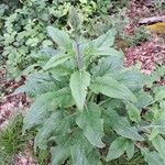 Digitalis purpureaBlatt