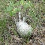 Pachypodium rosulatum Bark