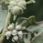 Chorilaena quercifolia Otro