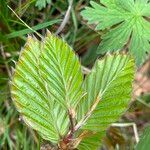 Fagus sylvaticaLehti