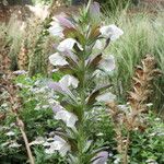 Acanthus hungaricus Hábitos