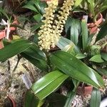 Mycaranthes