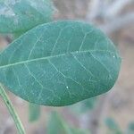 Sclerocarya birrea Лист