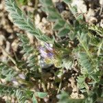 Astragalus echinatus Habit