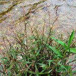 Persicaria punctata Pokrój