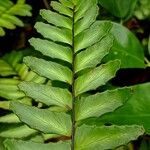 Adiantum latifolium