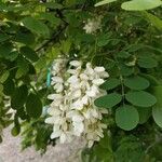 Robinia pseudoacacia 花