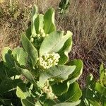 Asclepias latifolia Flor