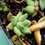 Pachyphytum compactum Liść